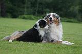 BERGER AUSTRALIEN - ADULT & PUPPY 109